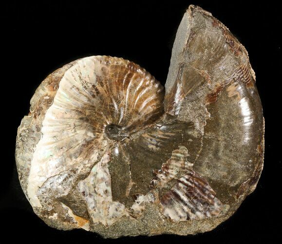 Iridescent Hoploscaphites Ammonite - South Dakota #43927
